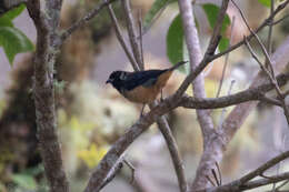 Image of Spangle-cheeked Tanager