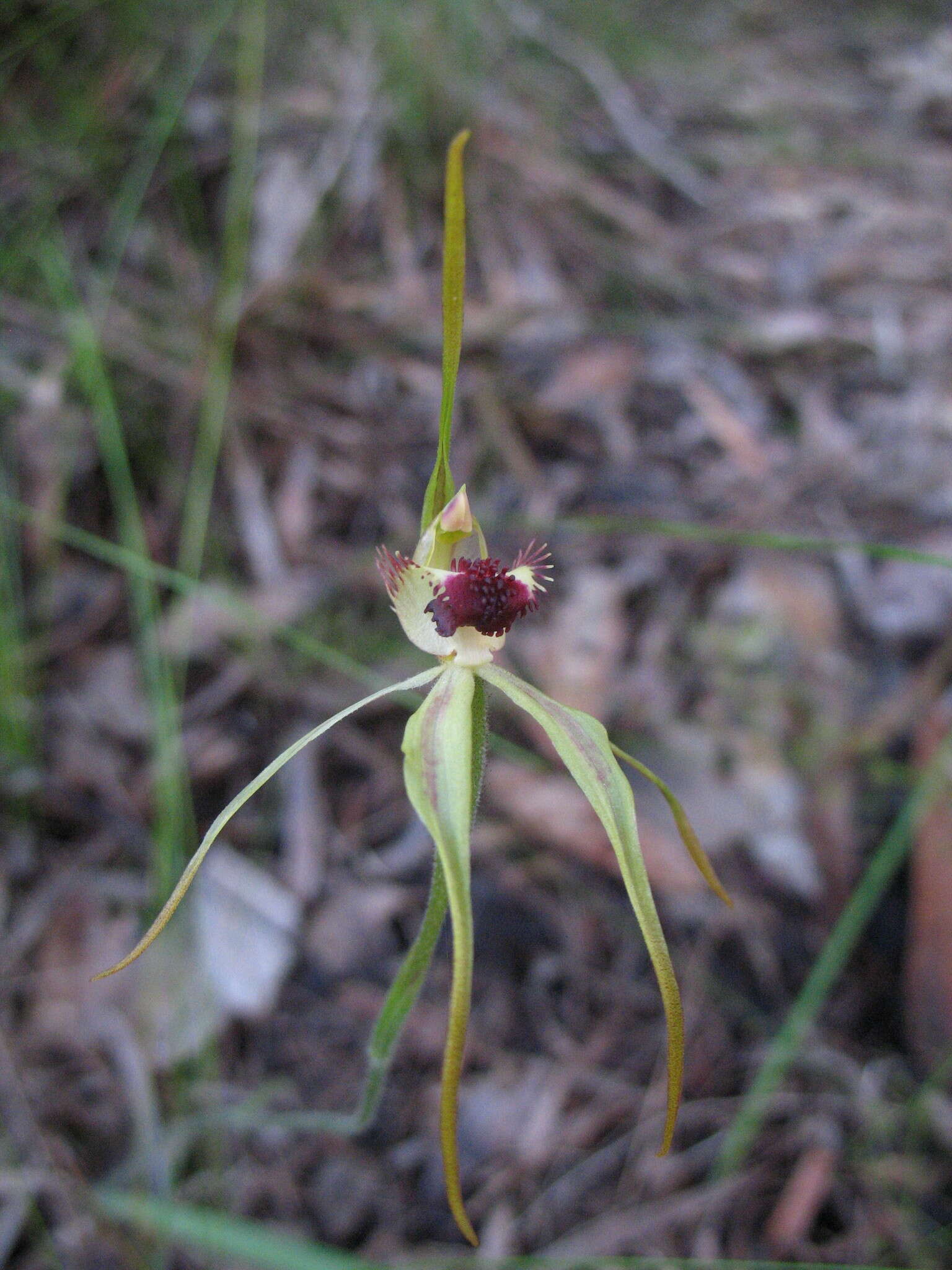 Image of Clubbed spider orchid