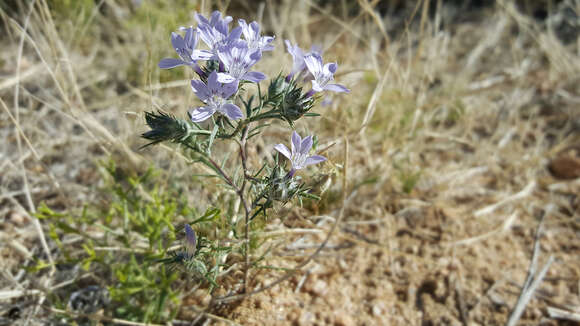 Imagem de Eriastrum eremicum subsp. eremicum