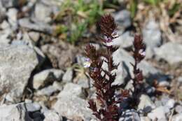 Image of Irish Eyebright