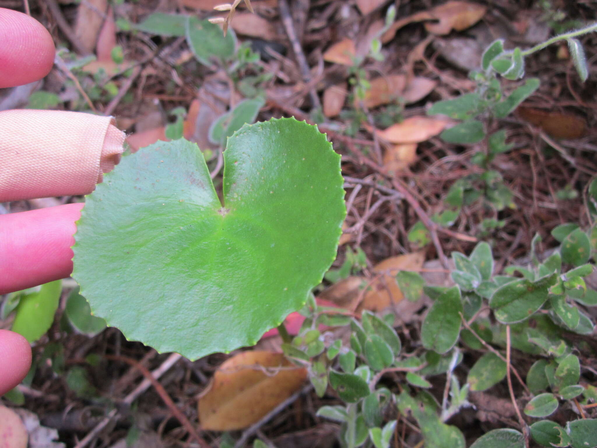 Image of Ornduffia calthifolia (F. Müll.) Tippery & Les