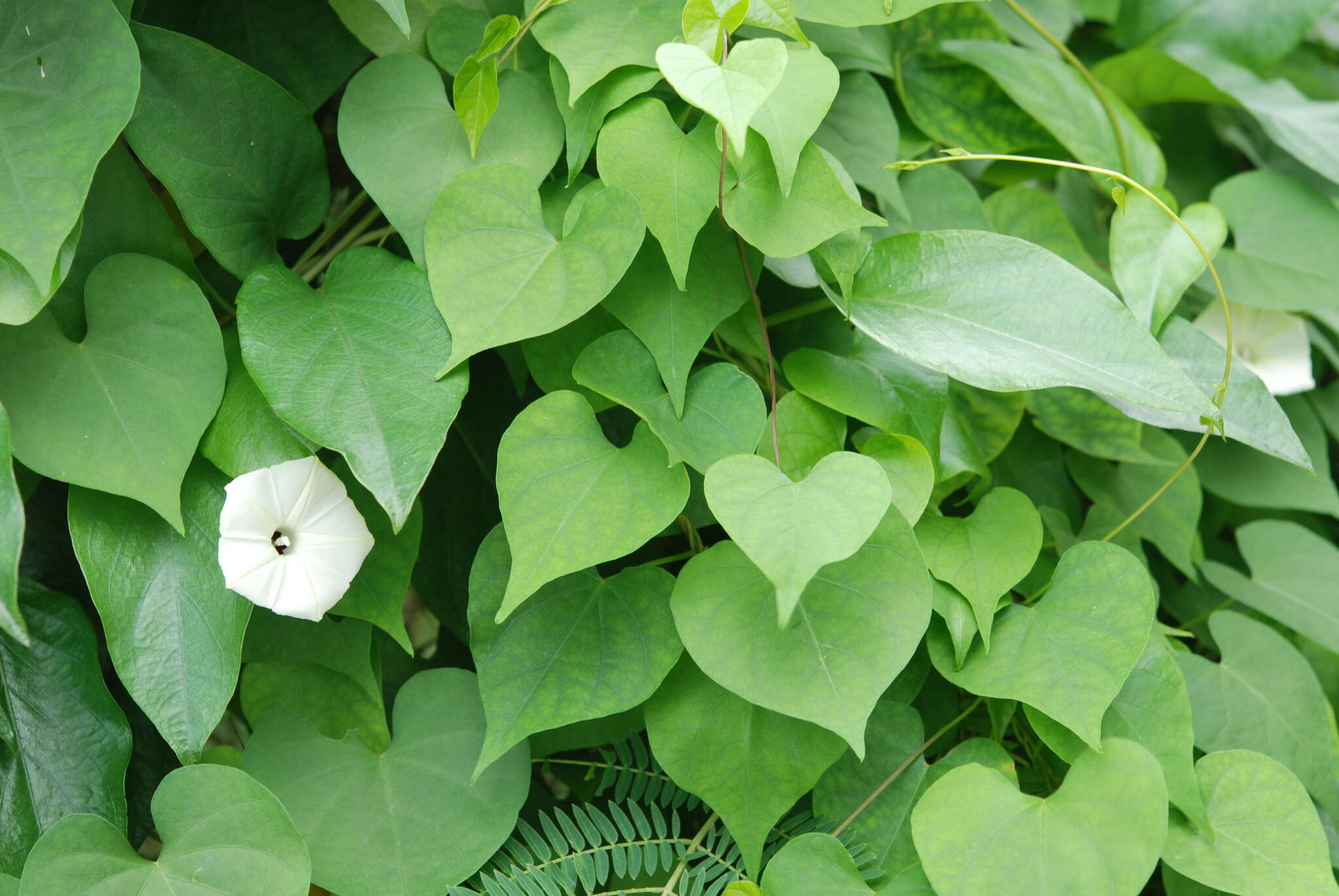 Image of Obscure Morning Glory