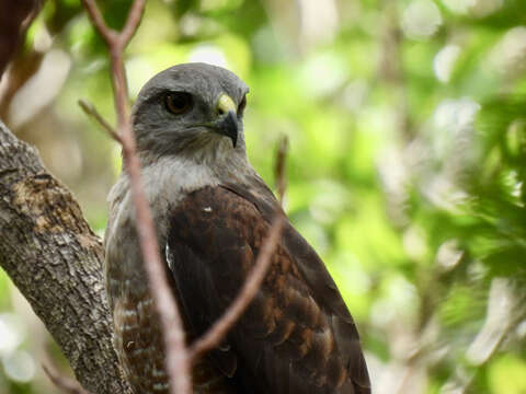 Слика од Buteo ridgwayi (Cory 1883)