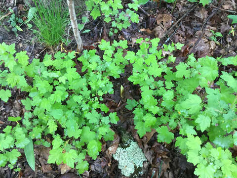 Image of eastern prickly gooseberry