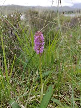 Gymnadenia borealis (Druce) R. M. Bateman, Pridgeon & M. W. Chase的圖片