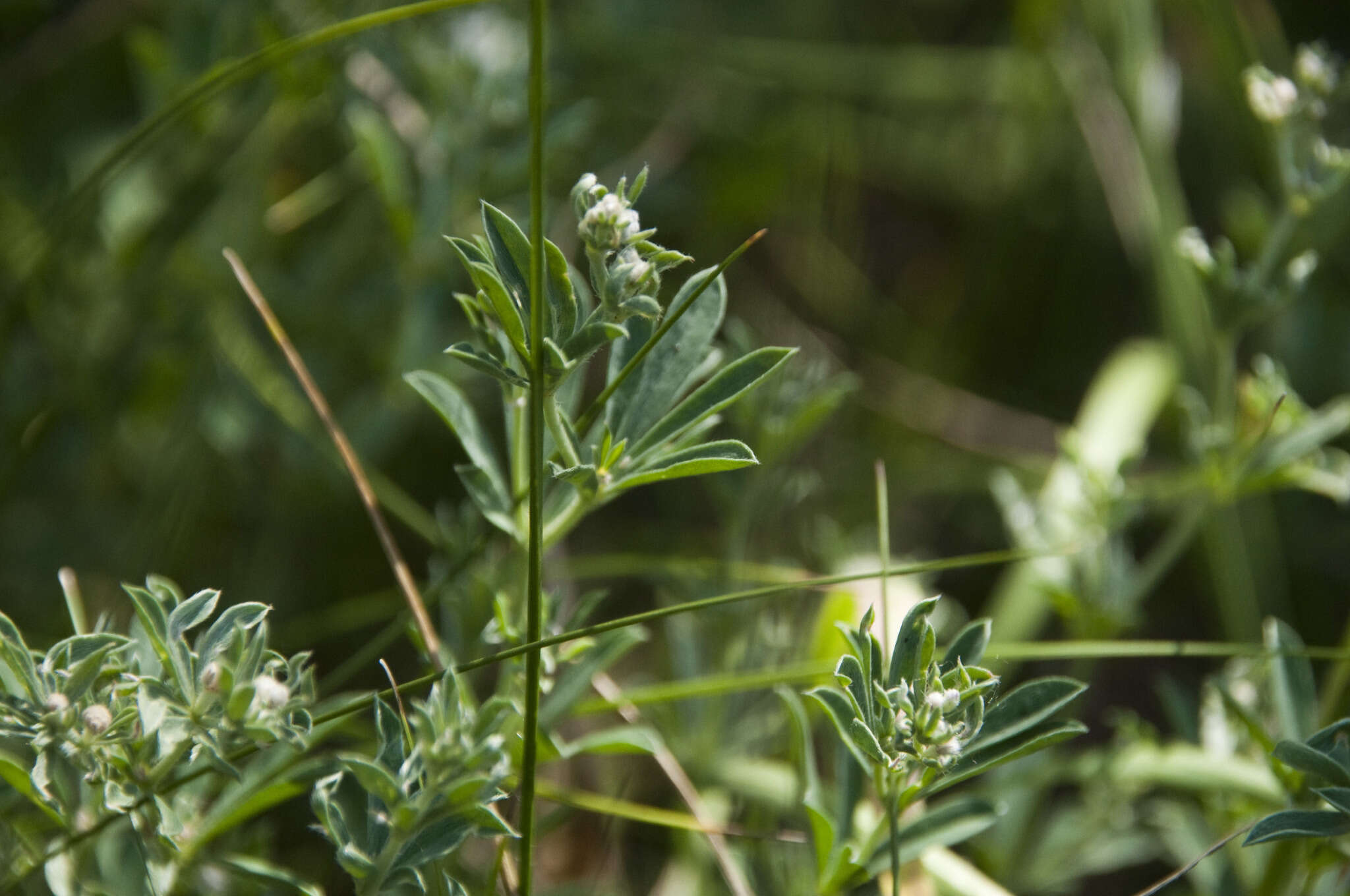 Plancia ëd <i>Lotus germanicus</i>