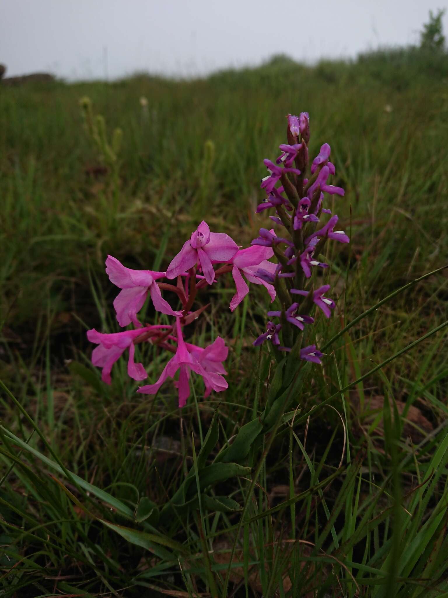 Image of Disa stachyoides Rchb. fil.