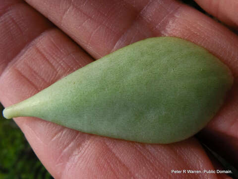 Image of Common kalanchoe