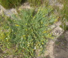 Image of Lebeckia gracilis Eckl. & Zeyh.