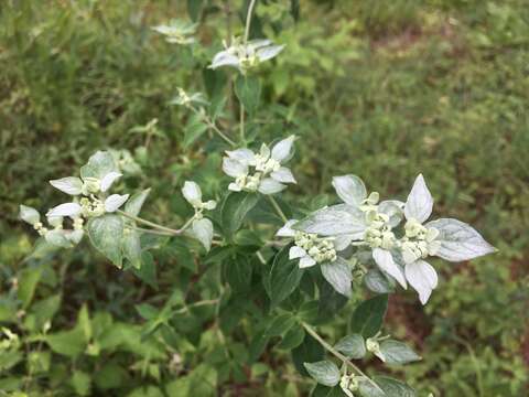 Image of White-Leaf Mountain-Mint