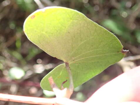 Image of Dioscorea mundii Baker