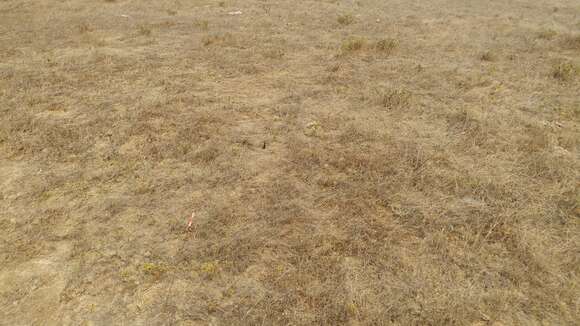 Image of grassland tarweed