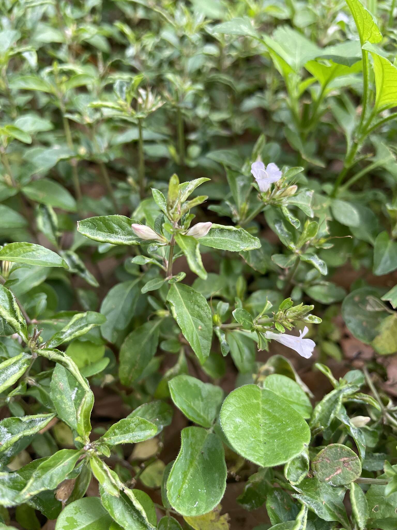 Image of Swamp Snakeherb