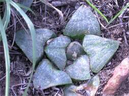 Слика од Haworthia pygmaea Poelln.