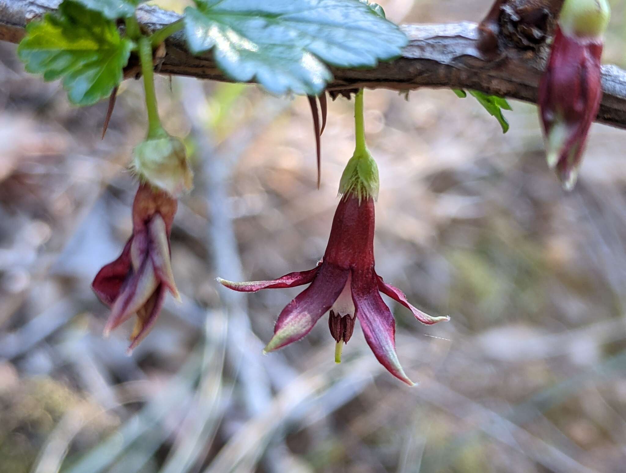 Plancia ëd Ribes cruentum Greene