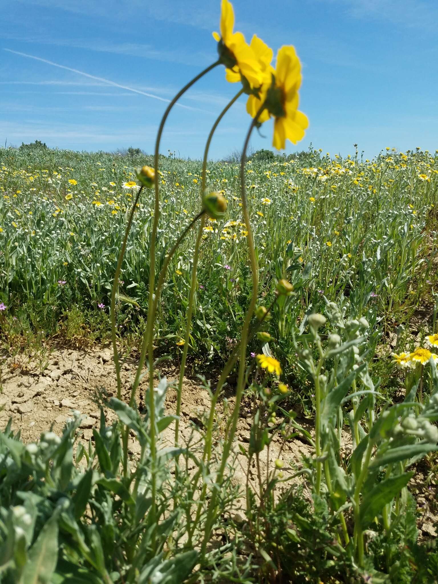 صورة Coreopsis calliopsidea (DC.) A. Gray