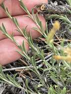 Image of longflower rabbitbrush