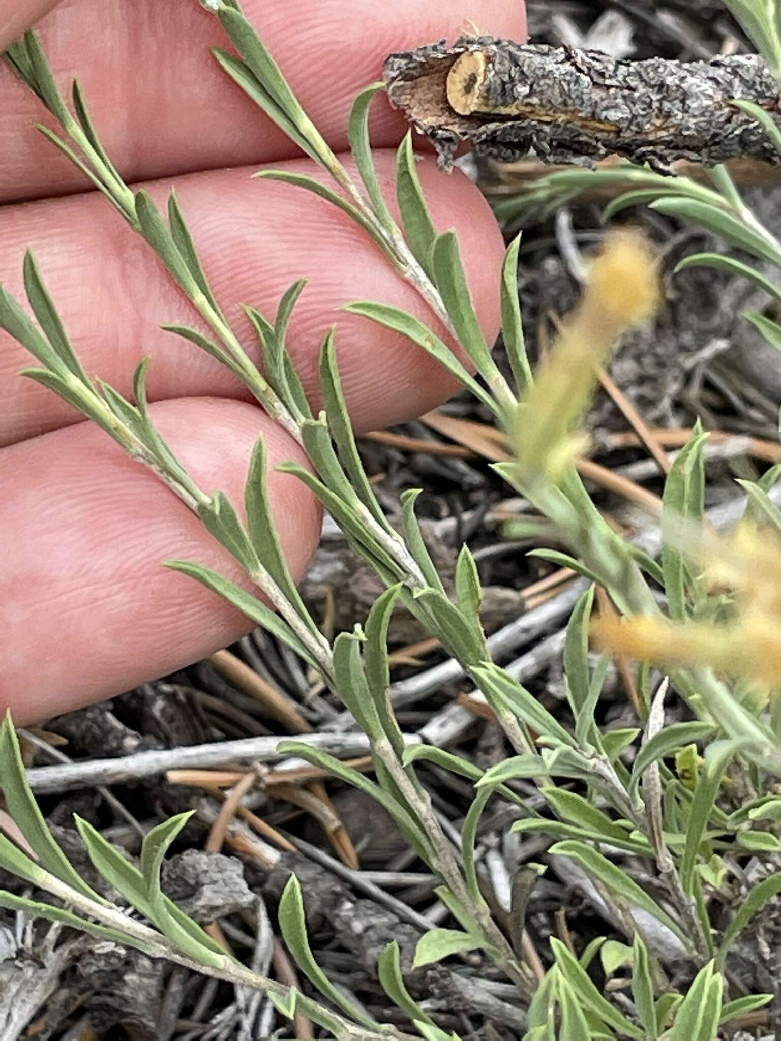 Imagem de Chrysothamnus depressus Nutt.