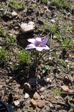 Image of Romulea atrandra var. atrandra