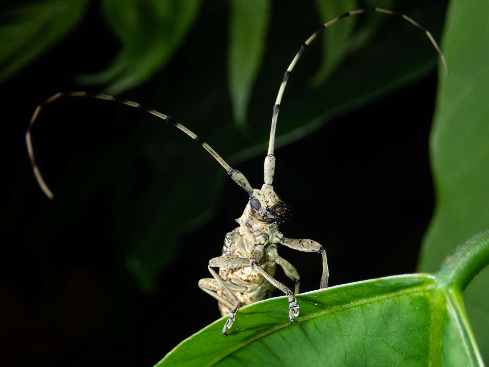 Image of Acalolepta permutans (Pascoe 1857)