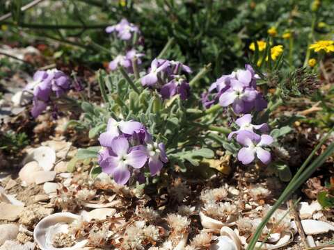 Image of Matthiola tricuspidata (L.) W. T. Aiton