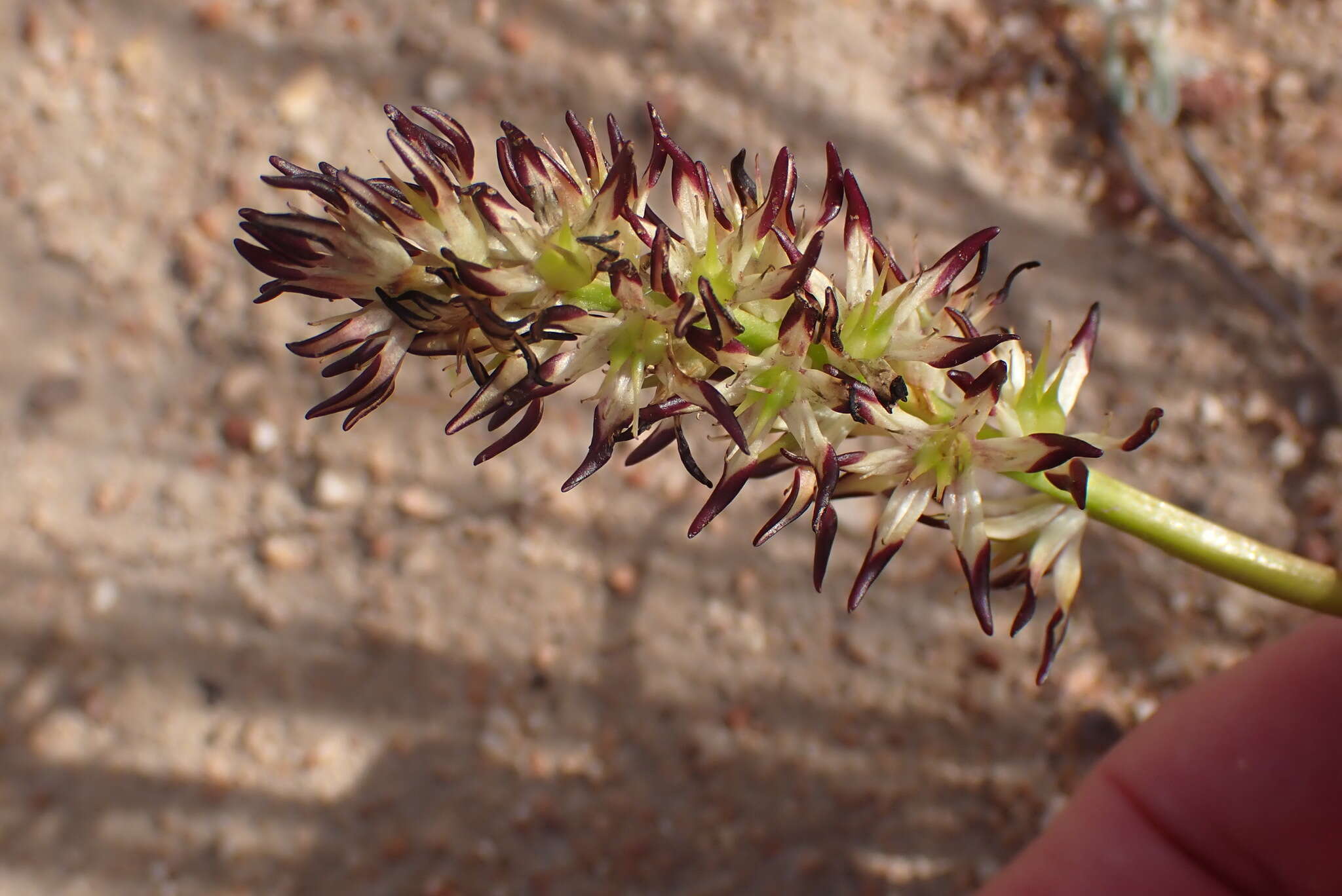 صورة Wurmbea spicata (Burm. fil.) T. Durand & Schinz