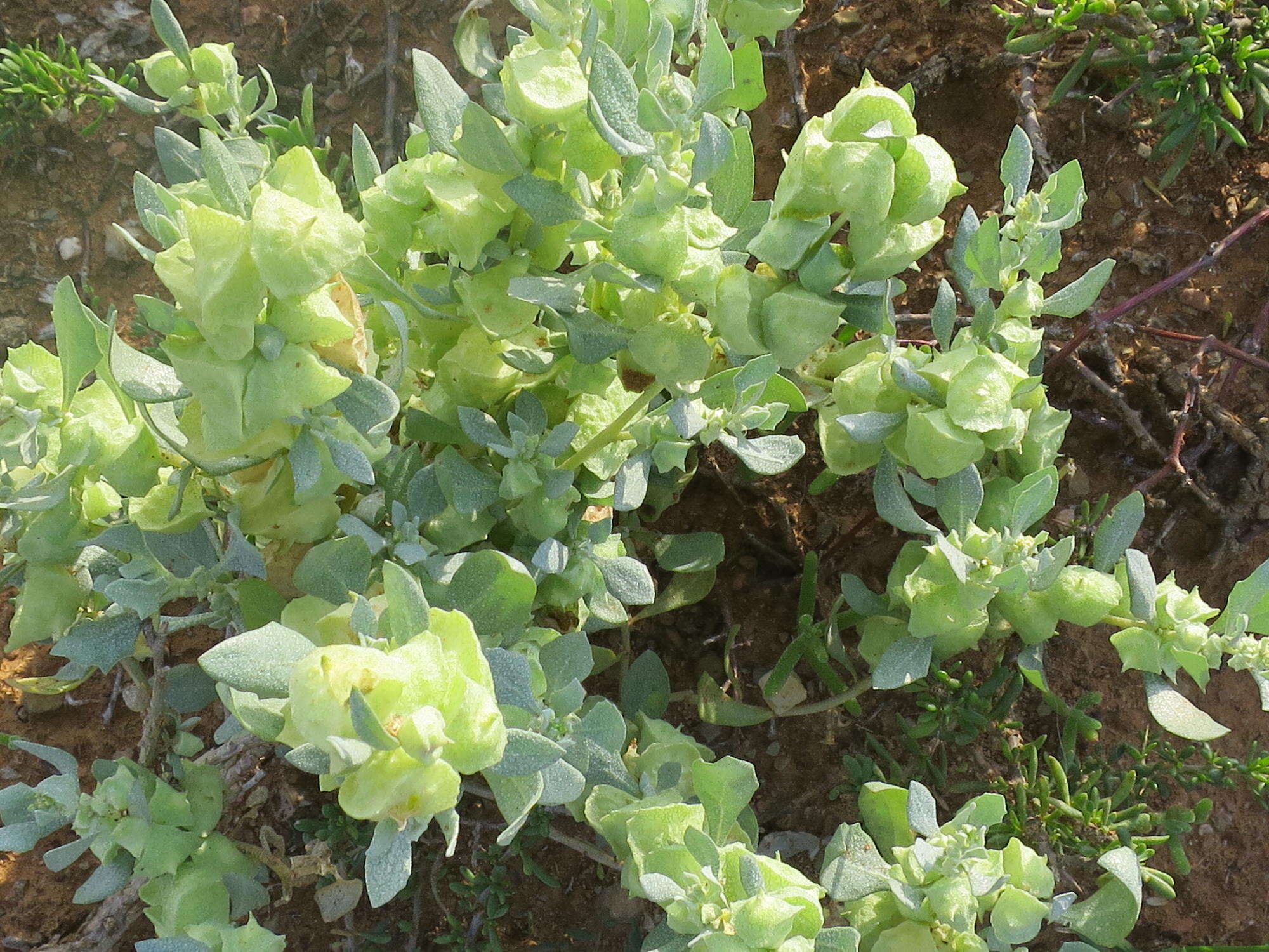 Image de Atriplex lindleyi subsp. inflata (F. Müll.) Paul G. Wilson