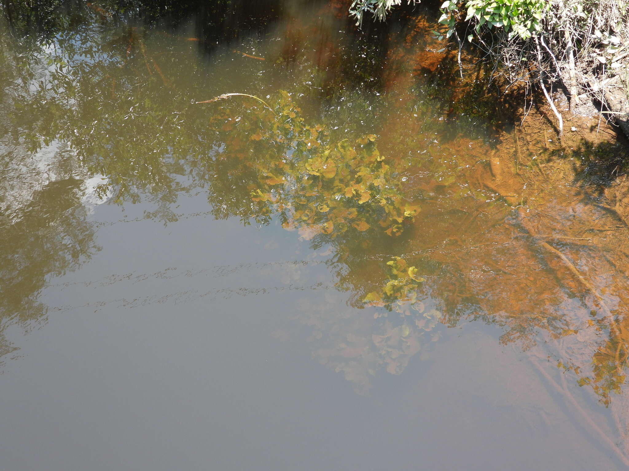 Image of yellow pond-lily