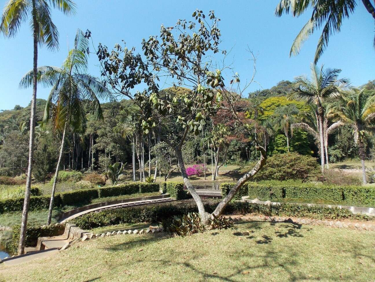 Image of Alchornea sidifolia Müll. Arg.