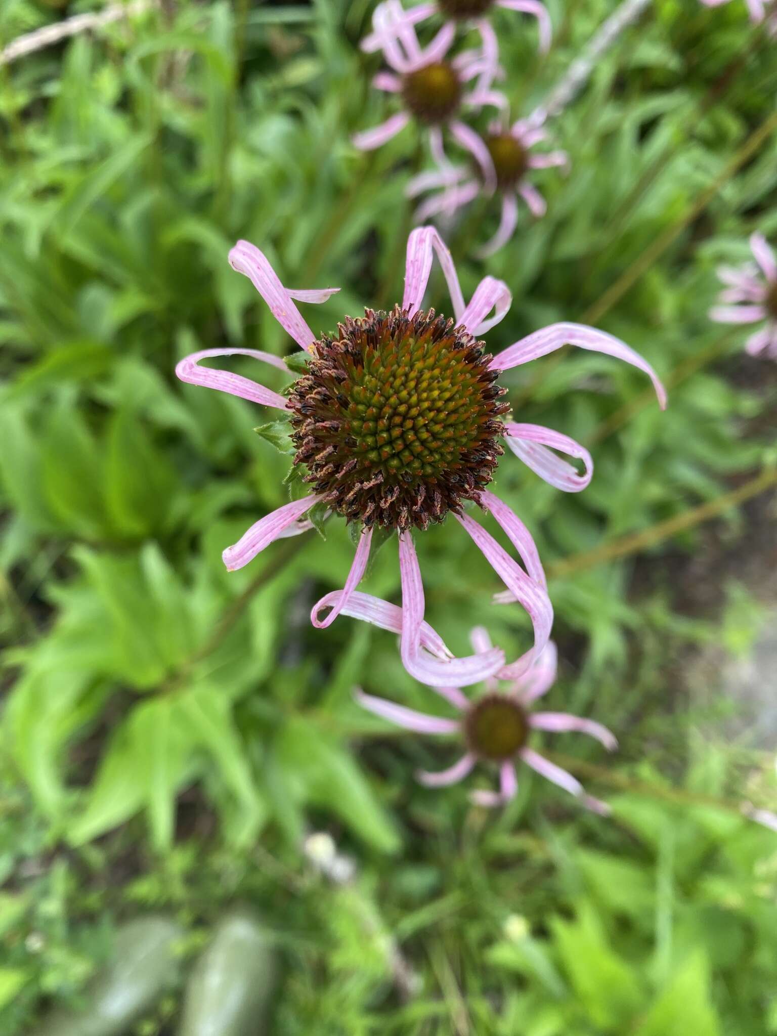 Imagem de Echinacea laevigata (C. L. Boynt. & Beadle) Blake