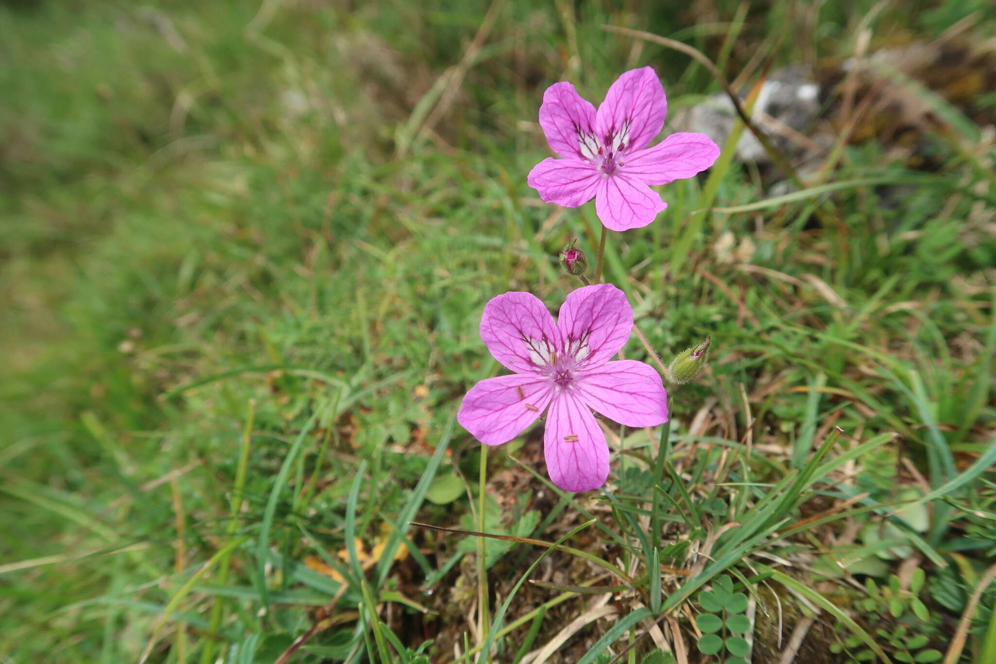 Sivun Erodium manescavii Cosson kuva