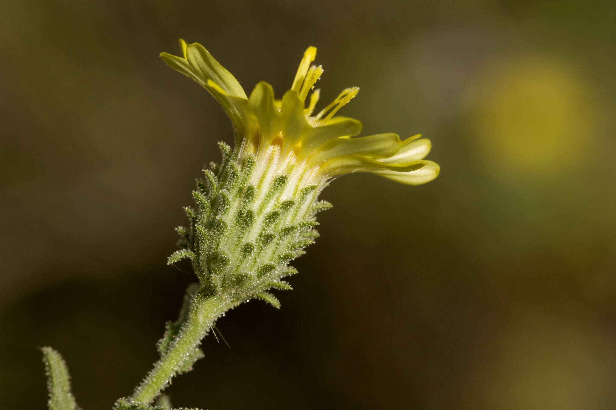 Plancia ëd Xanthisma viscidum (Wooton & Standl.) D. R. Morgan & R. L. Hartm.