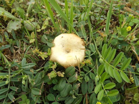 Image of Lentinus arcularius (Batsch) Zmitr. 2010