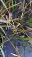 Image of slender flatsedge