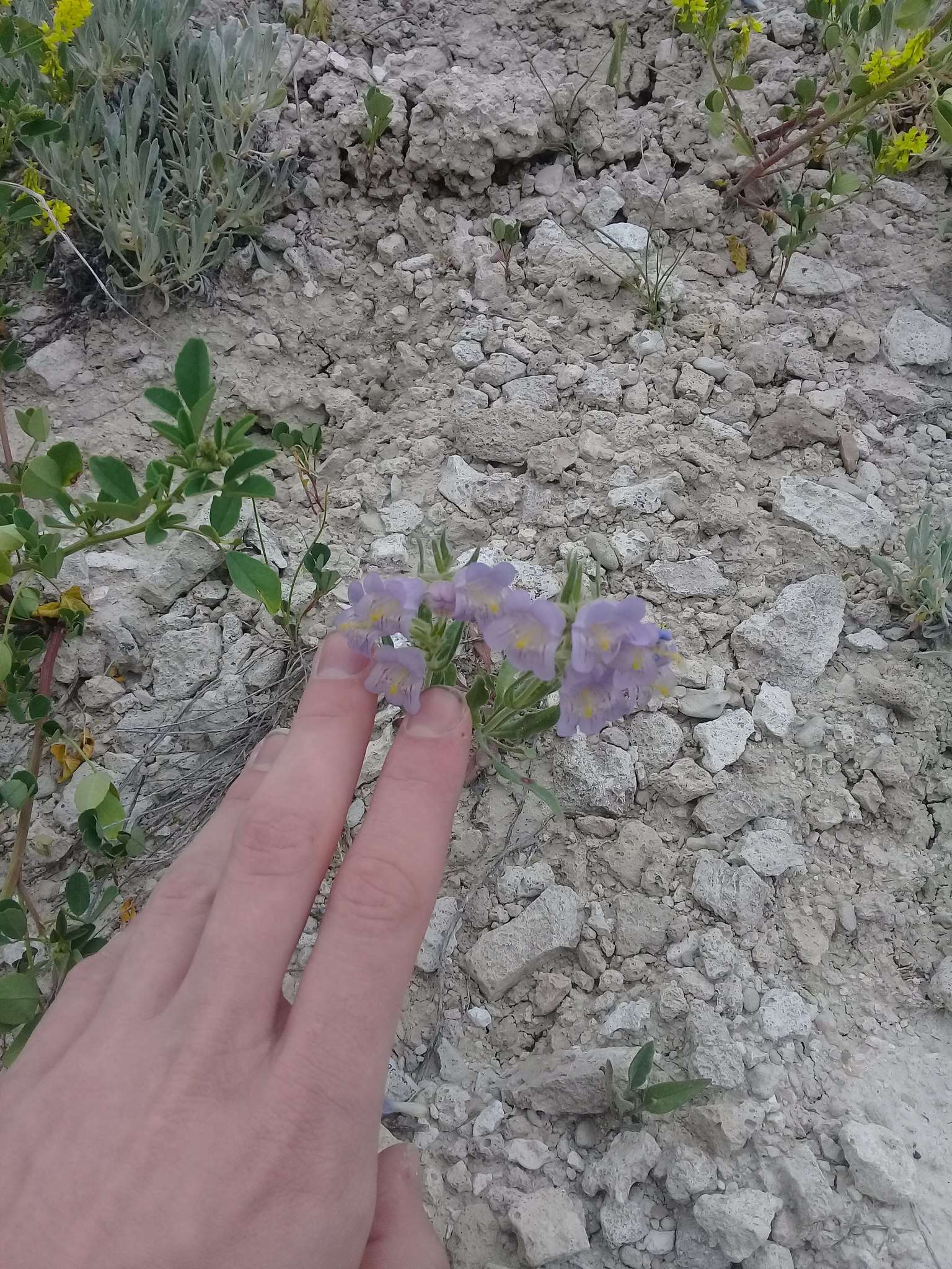 Image of fuzzytongue penstemon