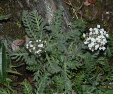 Imagem de Achillea nana L.