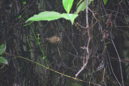 Schoeniparus castaneceps (Hodgson 1837)的圖片