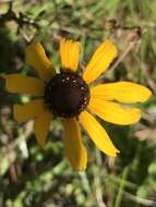 Image of blackeyed Susan