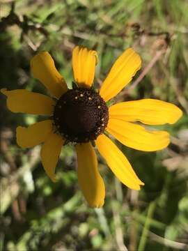 Image of blackeyed Susan