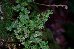 Image of medicinal spikemoss