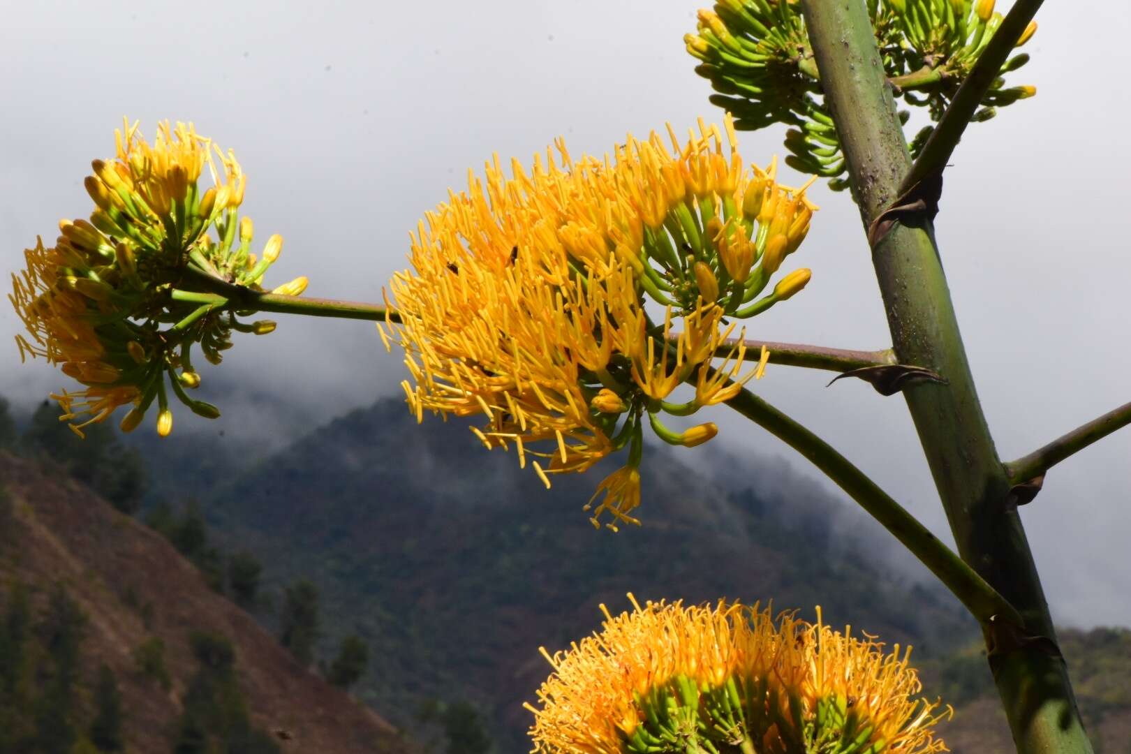 Image de Agave brevispina Trel.