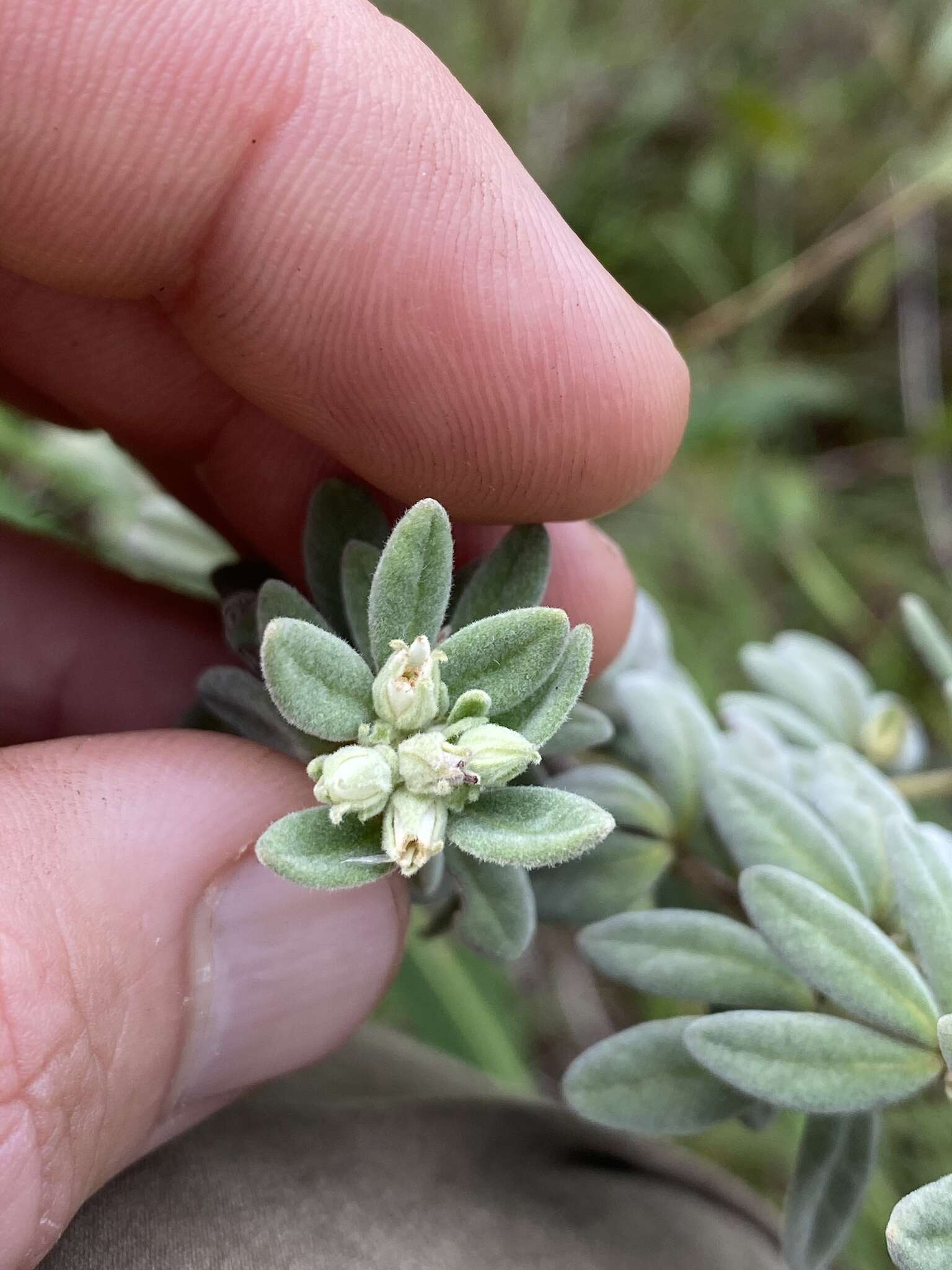 Image of Zieria fordii