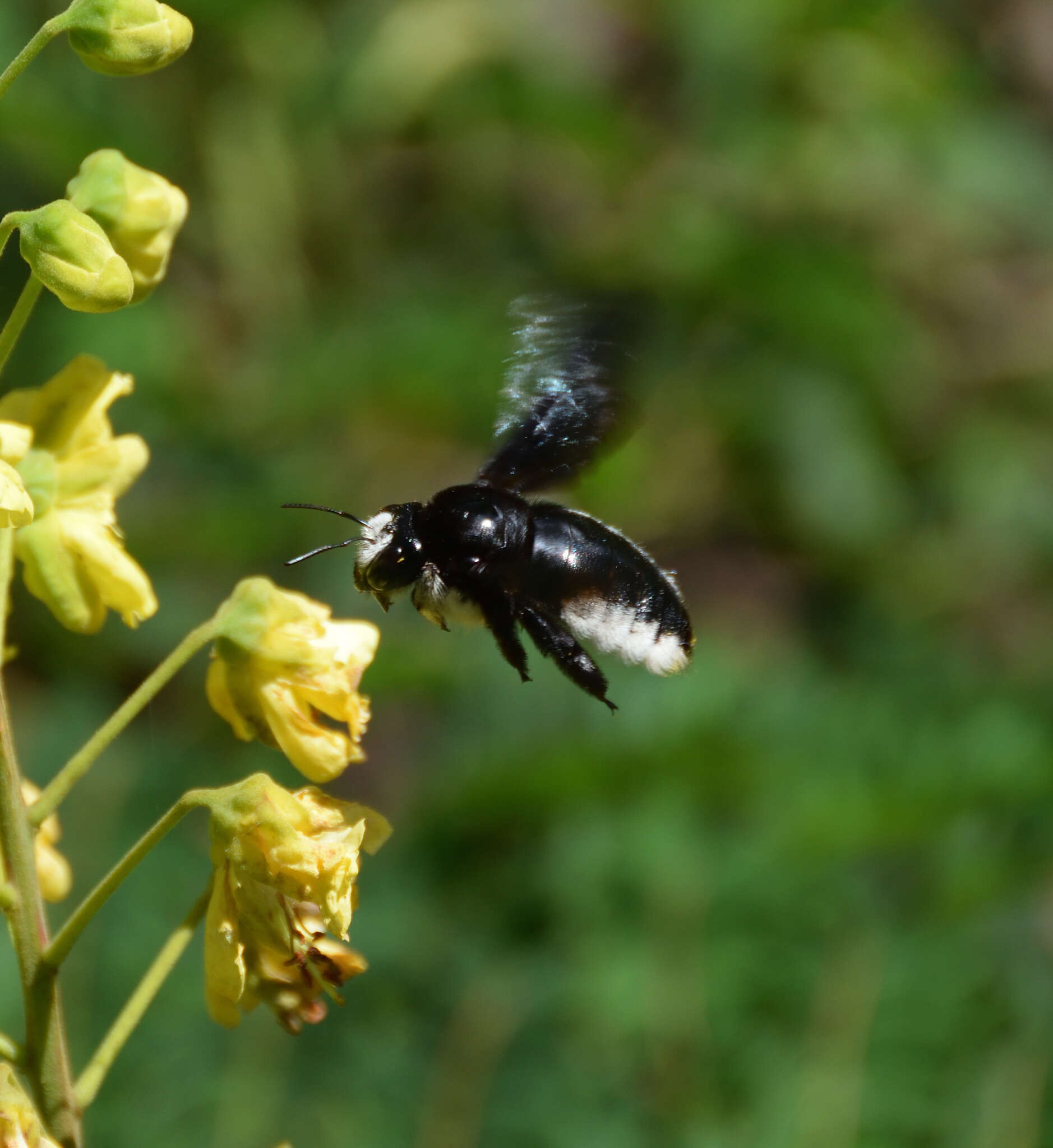 Plancia ëd Xylocopa nigrita (Fabricius 1775)