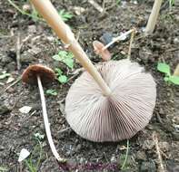 Image de Agrocybe rivulosa Nauta 2003