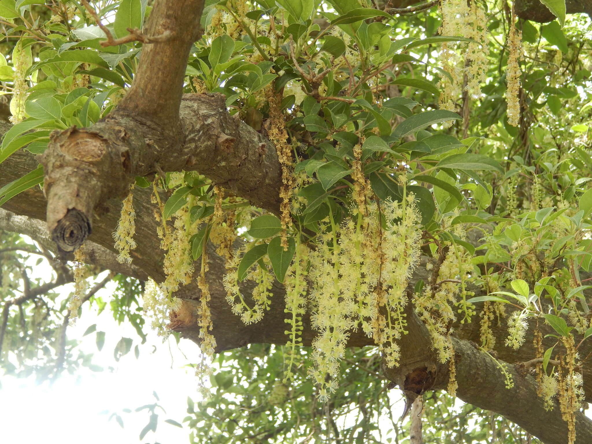 Слика од Phytolacca dioica L.