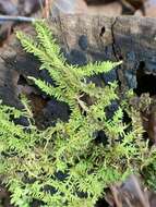 Image of thelia moss