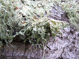 Imagem de Ramalina canariensis J. Steiner