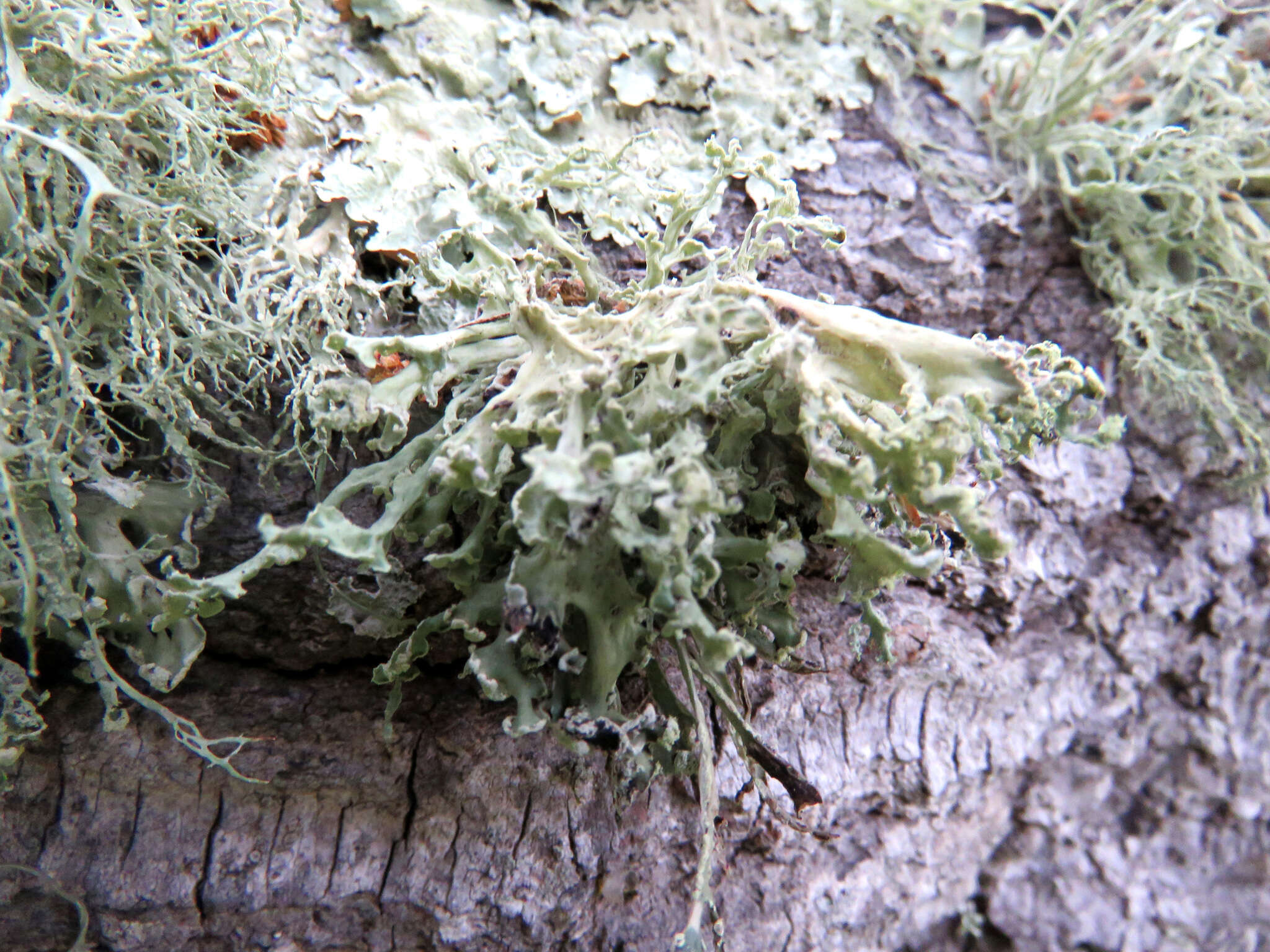 Image of Ramalina canariensis J. Steiner