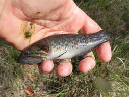 Image of Purple-spotted gudgeon