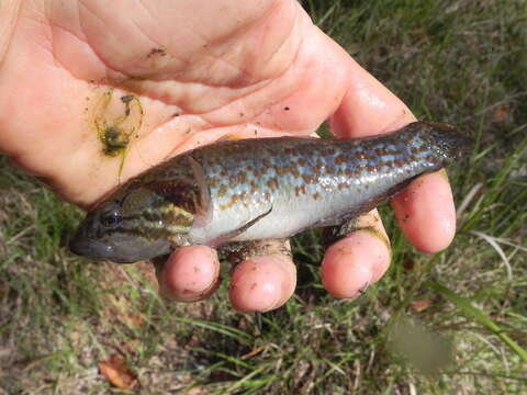 Image of Purple-spotted gudgeon